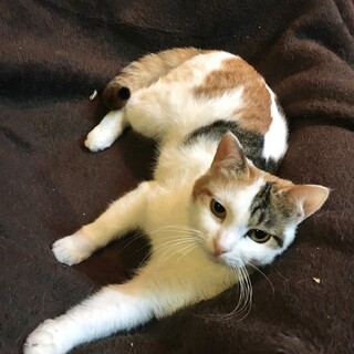 三毛ちゃん8ヶ月