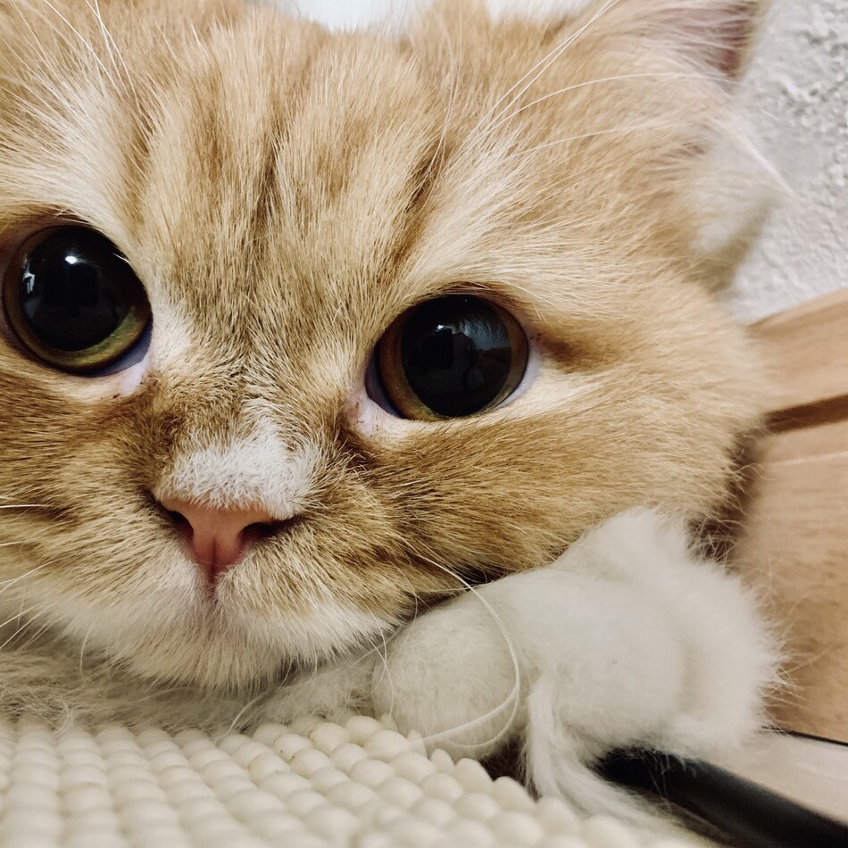 にこのカバー写真