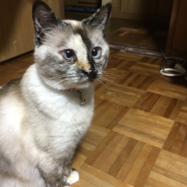 ルーおじさんのカバー写真