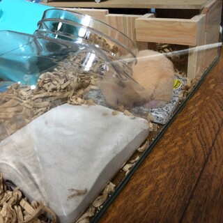 キンクマハムスターオス　9ヶ月