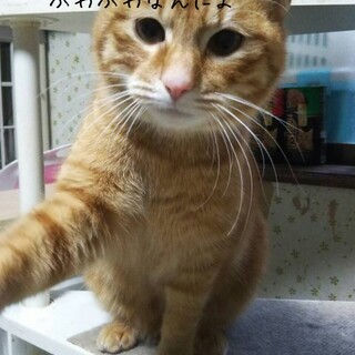 茶トラ男子 おかかくん♡