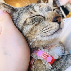 「ムギちゃん、里親様決まりました」サムネイル2