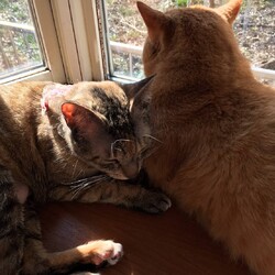 「ムギちゃん、里親様決まりました」サムネイル3