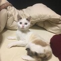 大人しくて穏やかな三毛　こだまちゃん　3ヶ月半