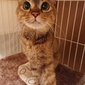 まん丸おメメのむぎちゃん！