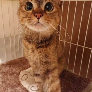 まん丸おメメのむぎちゃん！