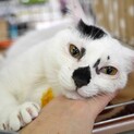 いかにも！ぼくコアラ！