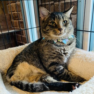 スペシャルなネコ☆のび太くん