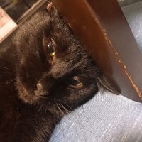 ぜん
