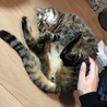 みーだん