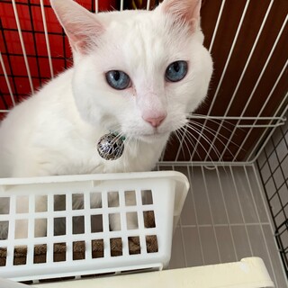 真っ白♡シニア１３才しろちゃん