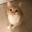 まんまるお目目のトラ猫ちゃん