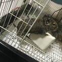 デグー 2才半