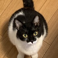 きゅーちゃん