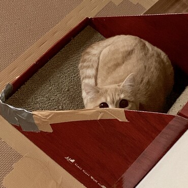 隠れてるつもりの猫