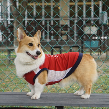 の写真