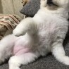 の写真