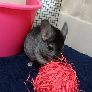 チンチラ２歳♂里親募集！！