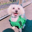マルチーズ 男の子☆