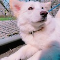 ライオンみたいなフワフワ犬