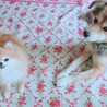 の写真