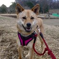 トライアルが決まりました
