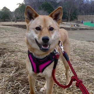 トライアルが決まりました