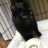 お見合い決定★うるつやで可愛い黒猫ちゃん サムネイル2