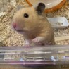ちはも