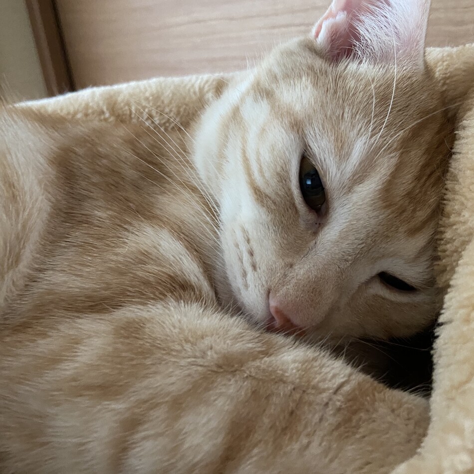 トラマルのカバー写真