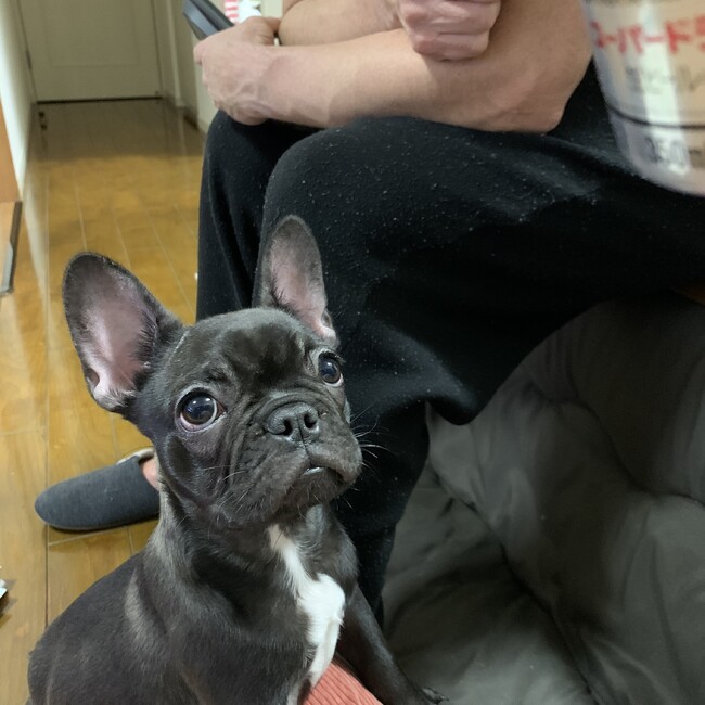 Chie.Fのカバー写真