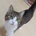 マリちゃん♬まん丸なお顔の美猫さん