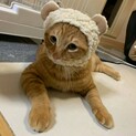 茶トラ男子のがんもくん♡