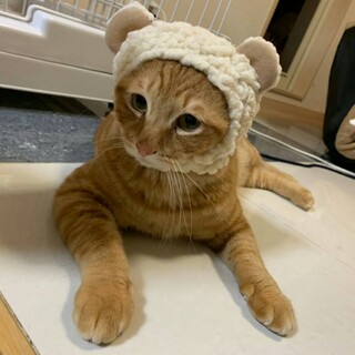 茶トラ男子のがんもくん♡