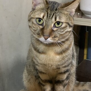 ★ありがとうございます★キジトラ リラクルちゃん