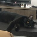 人間が大好きな1歳の男の子