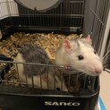ゆるく募集します