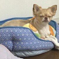 ココ