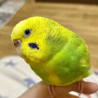 エリザベス