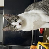 びび