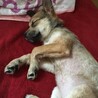 お布団でぐっすり