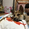 最近枕がお気に入り！