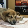 まだ、今より小さい時のはなちゃん(^^)