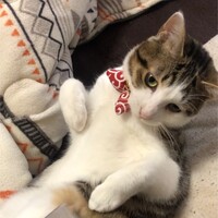 豪
