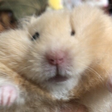 変顔