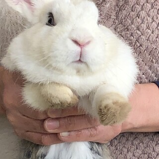 捨て子のウサギさん　里親募集
