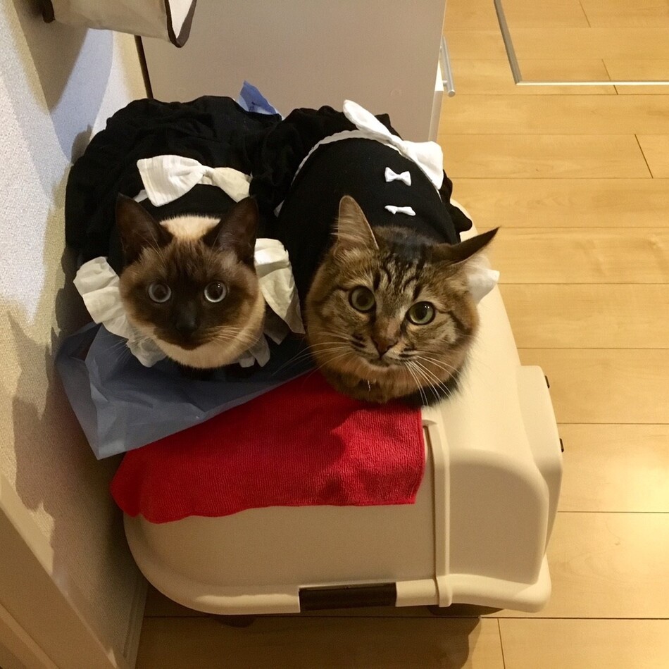 まぐのカバー写真