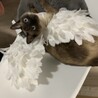 ちぃ