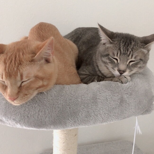 猫大好きrikuのカバー写真