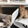 猫大好きriku